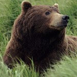 Urs-Grizzly