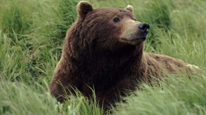 Urs-Grizzly